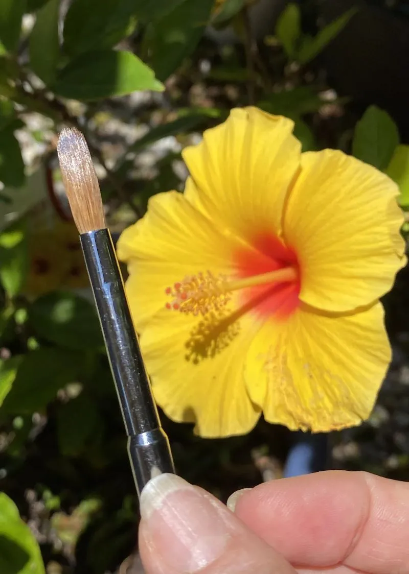 Grand Kolinsky Acrylic Brush #8 Metal Handle   Cap