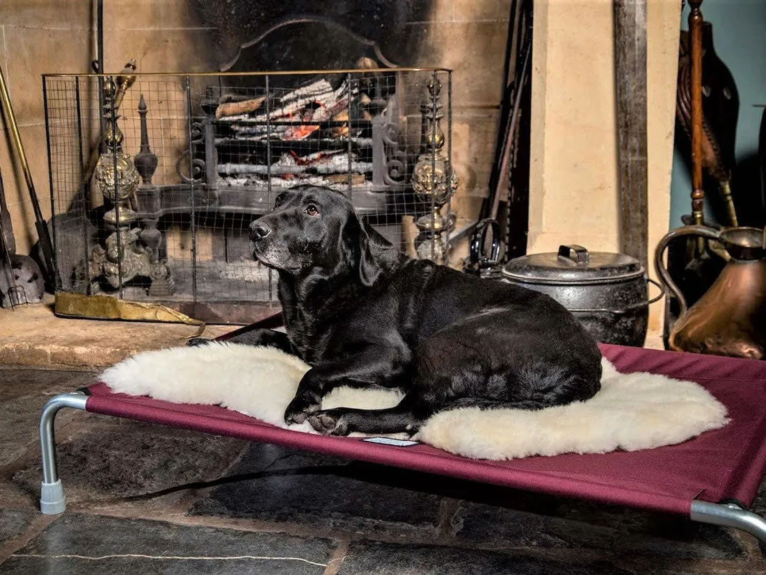 Raised Dog Beds